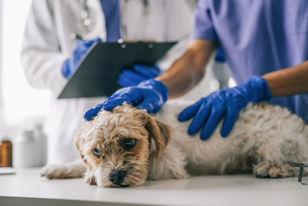 A dog receiving urgent vet care | Emergency reasons to borrow money