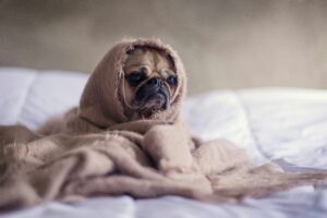 quick loan bad credit dog